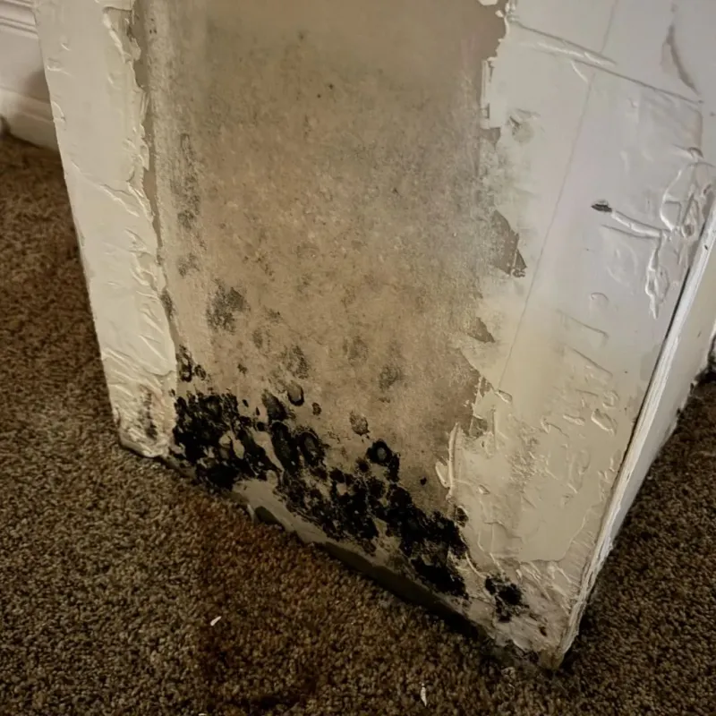 Professional Mold Removal in Antigo, WI